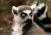 DGD4E063076 ringstaartmaki / Lemur catta