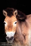 DTG1K071671 przewalskipaard / Equus ferus przewalskii