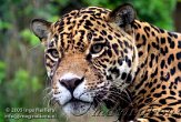 DBZ1K050882 jaguar / Panthera onca