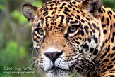 DBZ1K050883 jaguar / Panthera onca