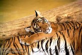 DBZ1K050898 Maleise tijger / Panthera tigris jacksoni