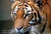 DBZ3K050971 Maleise tijger / Panthera tigris jacksoni