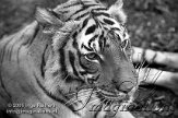 DBZ4M050985 Maleise tijger / Panthera tigris jacksoni