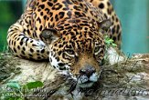 DBH1K060605 jaguar / Panthera onca