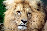 DBH3K060681 Angola leeuw / Panthera leo bleyenberghi