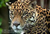DBH3K060694 jaguar / Panthera onca