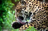 DBH3K060696 jaguar / Panthera onca