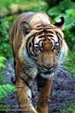 DBH4K060729 Maleise tijger / Panthera tigris jacksoni