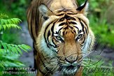 DBH4K060730 Maleise tijger / Panthera tigris jacksoni