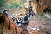 DBH1K070026 Maleise tijger / Panthera tigris jacksoni