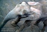 DBH1K070031 Zuid-Afrikaanse olifant / Loxodonta africana africana