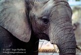 DBH1K070034 Zuid-Afrikaanse olifant / Loxodonta africana africana