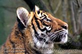 DBH2K070042 Maleise tijger / Panthera tigris jacksoni
