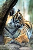 DBH2K070065 Maleise tijger / Panthera tigris jacksoni