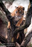 DBH3K070083 Maleise tijger / Panthera tigris jacksoni