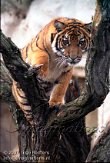 DBH3K070084 Maleise tijger / Panthera tigris jacksoni