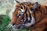 DBH3K070100 Maleise tijger / Panthera tigris jacksoni