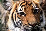 DBH6K071514 Maleise tijger / Panthera tigris jacksoni