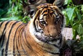 DBH6K071523 Maleise tijger / Panthera tigris jacksoni