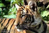 DBH6K071528 Maleise tijger / Panthera tigris jacksoni