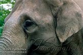 DTH1J051158 Aziatische olifant / Elephas maximus