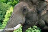 DTH1J051159 Aziatische olifant / Elephas maximus