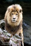 DTH2J051177 Afrikaanse leeuw / Panthera leo