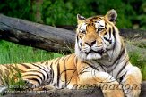 DTH3J051202 Siberische tijger / Panthera tigris altaica