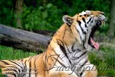 DTH3J051206 Siberische tijger / Panthera tigris altaica