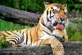 DTH3J051207 Siberische tijger / Panthera tigris altaica