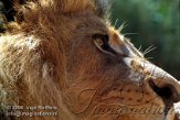 DEH2K063256 Afrikaanse leeuw / Panthera leo