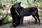 DEH2K063282 timberwolf / Canis lupus occidentalis