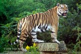 DEH4K063333 Siberische tijger / Panthera tigris altaica