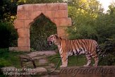 DEH4K063341 Siberische tijger / Panthera tigris altaica