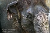 DEH2D073053 Aziatische olifant / Elephas maximus