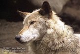 DEH2D073067 timberwolf / Canis lupus occidentalis