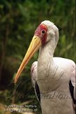 DEH4D073119 Afrikaanse nimmerzat / Mycteria ibis