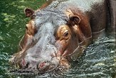 DEH4D073122 nijlpaard / Hippopotamus amphibius
