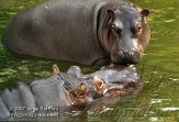 DEH4D073131 nijlpaard / Hippopotamus amphibius