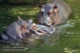 DEH4D073138 nijlpaard / Hippopotamus amphibius