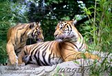 DZH2J061903 Sumatraanse tijger / Panthera tigris sumatrae