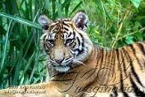 DZH2J061906 Sumatraanse tijger / Panthera tigris sumatrae