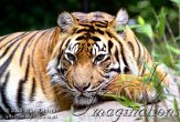 DZH2J061909 Sumatraanse tijger / Panthera tigris sumatrae