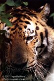 DZZ1K072236 Siberische tijger / Panthera tigris altaica