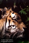 DZZ1K072241 Siberische tijger / Panthera tigris altaica