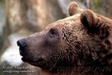 DZZ2K072260 grizzlybeer / Ursus arctos horribilis