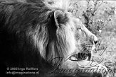 DZK4M051352 Aziatische leeuw / Panthera leo persica
