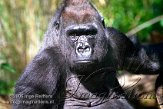 DZK6C052060 westelijke laaglandgorilla / Gorilla gorilla gorilla