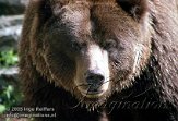 DZK7C052091 grizzlybeer / Ursus arctos horribilis