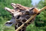 DZL1J051020 Rothschildgiraffe / Giraffa camelopardalis rothschildi